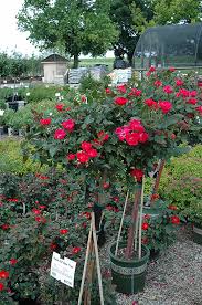 Maybe you would like to learn more about one of these? Knock Out Rose Tree Rosa Radrazz In Oklahoma City Edmond Norman Moore Oklahoma Ok At Tlc Garden Centers