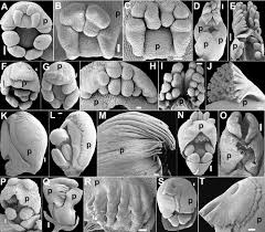 Image result for Polygala usafuensis
