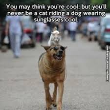 35 I Love Memes You May Be Cool But Ideas Love Memes Memes Bones Funny