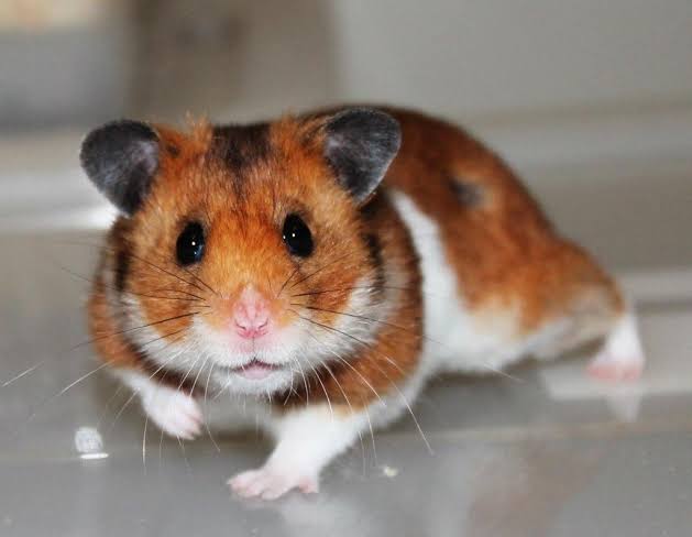 Mga resulta ng larawan para sa Syrian Golden _hamster"