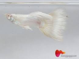 Penang Guppy For Sale Guppy Fish Guppy Cute Fish