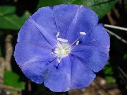 Image result for Jacquemontia