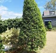 128 Ficus Panda Royalty-Free Images, Stock Photos & Pictures ...