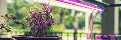 Maybe you would like to learn more about one of these? Growing Under Lights Plants For All Seasons Since 1973