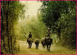 Kết quả h&igrave;nh ảnh cho qu&ecirc; t&ocirc;i