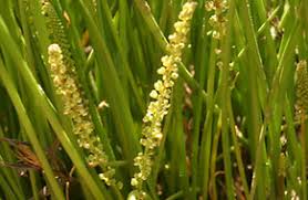 Image result for Triglochin striata