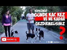 Kopegimizi Gunde Kac Defa Ve Ne Kadar Sure Disari Cikarmaliyiz Youtube