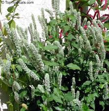 Image result for Justicia betonica