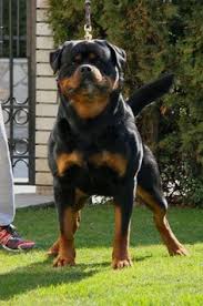 Maybe you would like to learn more about one of these? 40 Franklin S Dog Ideas Dog Breeds Rottweiler Dog Rottweiler Puppies