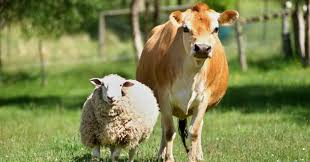 If you can ace this general knowledge quiz, you know more t. What Is The Study Of Farm Animals Trivia Questions Quizzclub
