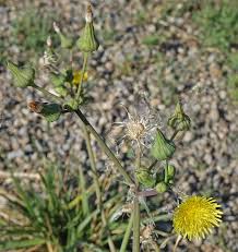 Image result for Sonchus friesii