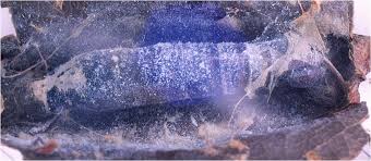 Image result for Rourea thomsonii