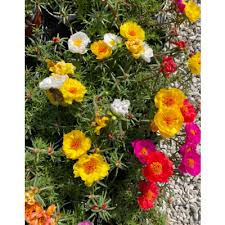Nel frattempo, più di 200 varietà prospecierara sono in vendita come semenze o piantine e circa 100 di queste sono disponibili anche come verdure fresche. Portulaca Stagionali Vaso 10cm 15 Pz Vivaio Roma Garden