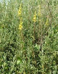 Image result for Ligularia sibirica