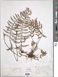 Image result for Asplenium loxoscaphoides