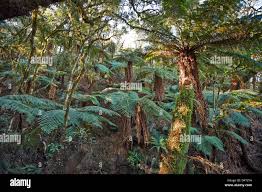 Image result for Cyatheaceae