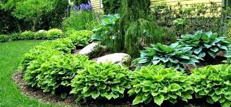 Hosta Garden Design Ideas Lovely Designing Gardens With Hostas Hosta Hosta Garden Plans Growth Flow Hosta Gardens Outdoor Plants Shade Tolerant Plants