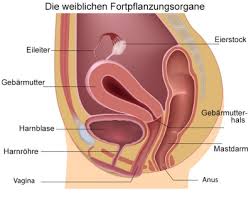 Eileiter ﻿ und eierstöcke ﻿ werden gemeinsam oft auch unter dem begriff adnexe (anhangsgebilde) zusammengefasst. Vagina Aufbau Funktion Krankheiten Medlexi De