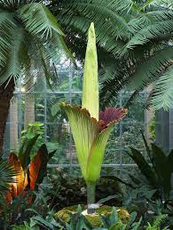 Corpse Flowers At U S Botanic Garden United States Botanic Garden