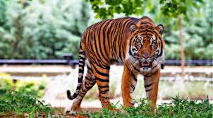 Satu ada di belakang kursi penumpang seperti biasanya, satu lagi persis ada di. Warga Gempar Dua Ekor Harimau Di Kebun Binatang Sinka Zoo Lepas Kabar Tegal