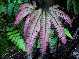 Image result for Adiantum hispidulum