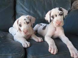 Favorite this post aug 28 dogs bark control collar elite (colorado springs ). Rose Great Danes Puppies Harlequin Black Mantle Merle