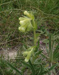 Image result for Cystostemon hispidissimus