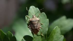 Si elles ont toujours existé, les punaises de lit font couler beaucoup d'encre ces derniers temps. Comment Se Debarrasser Des Punaises De Lit Les Conseils De L Expert Pour Les Eradiquer Femme Actuelle Le Mag