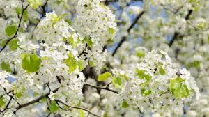 If stinky flowers is the biggest problem…sign me up! Caring For Bradford Pear Trees