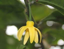 Image result for isolona