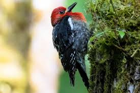 Hitta stockbilder i hd på redbreasted sapsucker apple tree oregon och miljontals andra royaltyfria stockbilder, illustrationer och vektorer i shutterstocks samling. Red Breasted Sapsucker