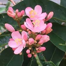 Image result for Jatropha campestris
