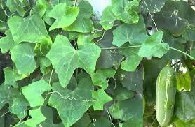 We did not find results for: Ivy Gourd Farming Tindora Planting Care Harvesting Agri Farming