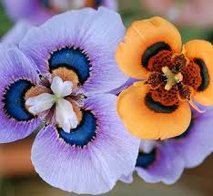 Image result for Moraea carsonii