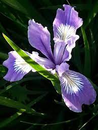 Wild Douglas Iris Oregon One Of My Favorites White Roses Flowers Iris