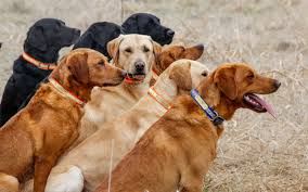 Find the perfect puppy for you! Home Riverview Farm Kennel The British Labrador Kennel