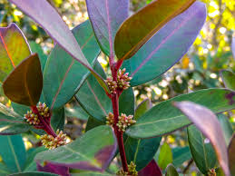 Image result for Neocussonia umbellifera