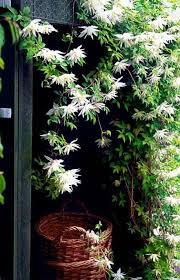 Odla Stort Pa Liten Yta Som Christel Kvant Beautiful Gardens Plants Garden Inspiration