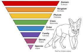Related Image Taxonomy Biology Taxonomy Domain Biology