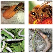 We did not find results for: Bab Iii Budi Daya Satwa Harapan Semester Ii Prakarya Kelas 8 Smp Mts