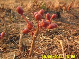 Image result for Lannea edulis