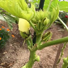 大丈夫じゃない オクラの花に蟻が群がる原因と対策 遊んで食べて寝る