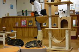 We thought it deserves a special mention. Pay Purr Pet At Japan S Cat Cafes Travel Smithsonian Magazine