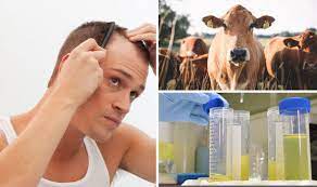 So, the first thing you need to is collect your own urine. Could Cow Urine Treat Your Hair Loss Barmy Ways To Beat Baldness Express Co Uk