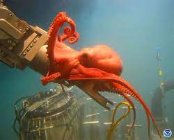 Alvin The Deep Sea Submersible Is Half A Century Old Underwater Images Octopus Beautiful Creature