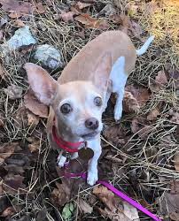 Explore tweets of second chance pet adoptions @secondchancepet on twitter. Prancer The Viral Demonic Chihuahua Finds His Forever Home
