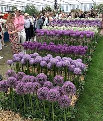 I use both the leaves and flowers in salads. Allium Flower Allium Flowers Wholesale Flowers Plants