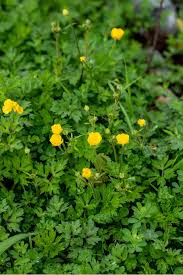Florida is known for its beautiful beaches and warm weather, and while tourists may flock to different parts of the state, there are millions of people who call it home all year round. 15 Impressive Florida Perennials You May Love