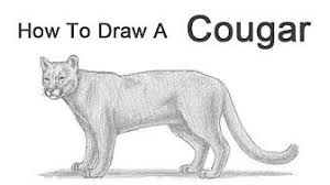 How To Draw A Mountain Lion Simple Drawing Youtube Mountain Lion Animal Drawings Easy Drawings