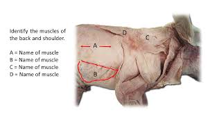 The shoulder muscles can be classified into extrinsic and intrinsic categories. Solved Identify The Muscles Of The Pig A Name Of Muscl Chegg Com
